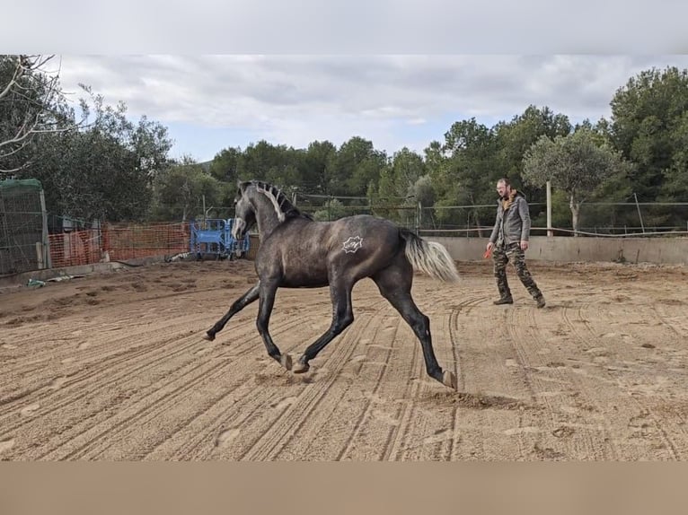 PRE Stallion 2 years 15,2 hh Grey-Blue-Tan in Valencia