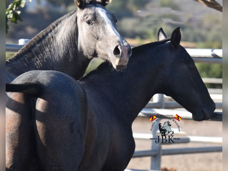 PRE Stallion 2 years 15,2 hh Grey-Dark-Tan in Tabernas Almeria