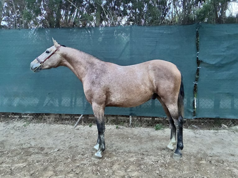 PRE Mix Stallion 2 years 15,2 hh Grey in Gava