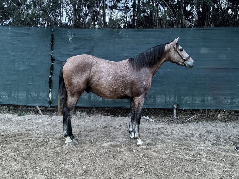 PRE Mix Stallion 2 years 15,2 hh Grey in Gava