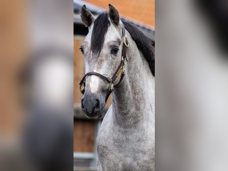 PRE Mix Stallion 2 years 15,2 hh Grey in Poeldijk