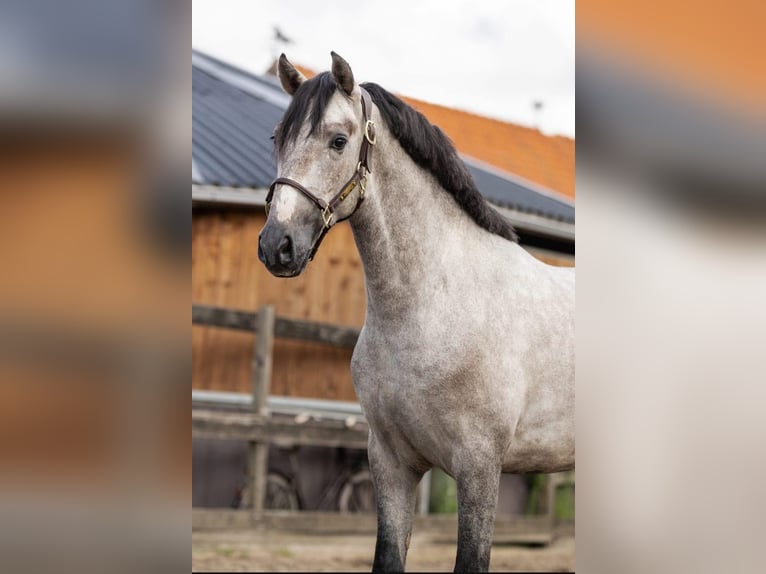 PRE Mix Stallion 2 years 15,2 hh Grey in Poeldijk