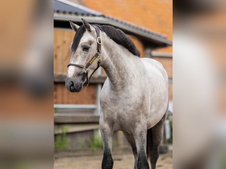 PRE Mix Stallion 2 years 15,2 hh Grey in Poeldijk