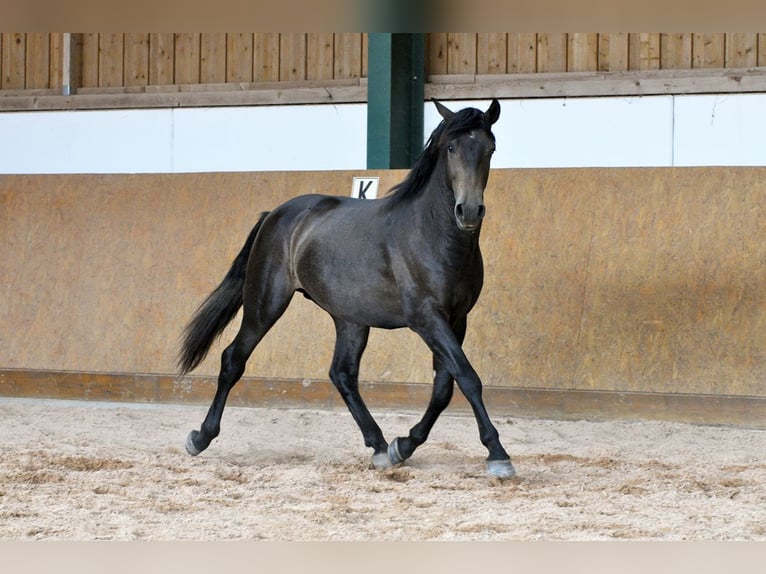 PRE Stallion 2 years 15,2 hh Grey in Waldh&#xF6;lzbach