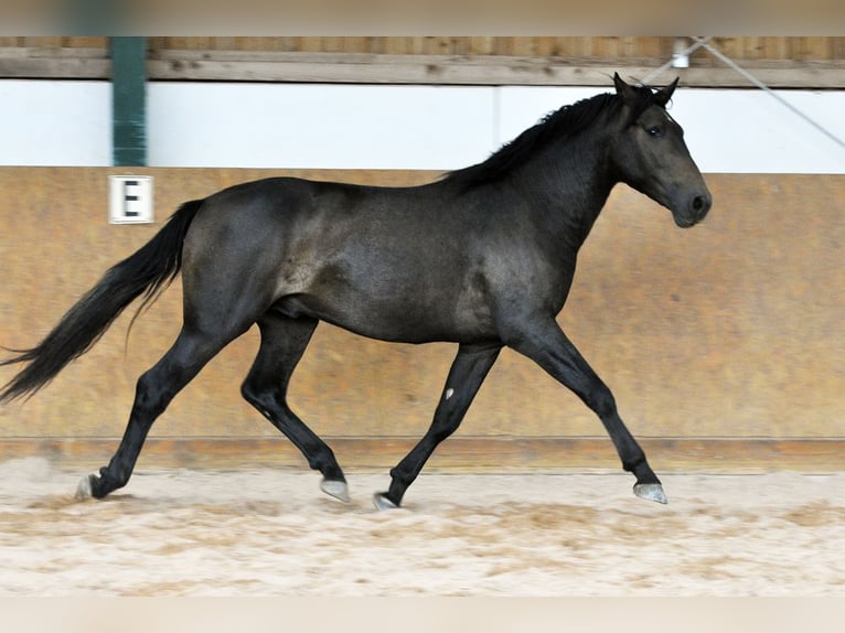 PRE Stallion 2 years 15,2 hh Grey in Waldh&#xF6;lzbach