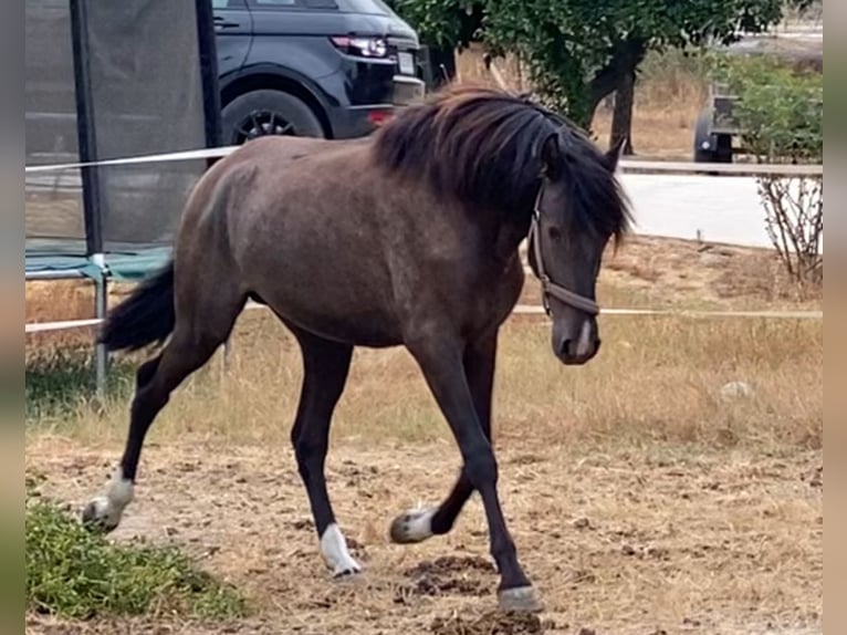 PRE Mix Stallion 2 years 15,2 hh in Aachen