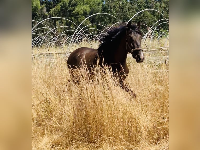 PRE Mix Stallion 2 years 15,2 hh in Aachen