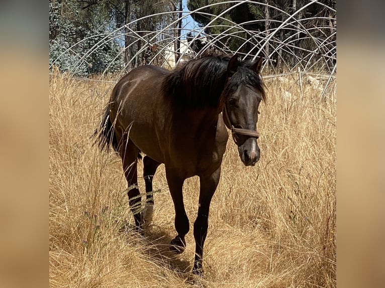 PRE Mix Stallion 2 years 15,2 hh in Aachen