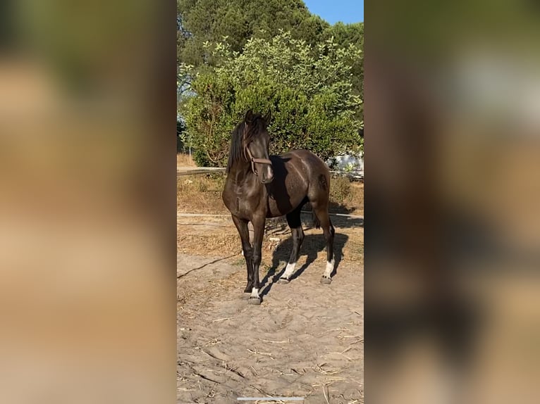 PRE Mix Stallion 2 years 15,2 hh in Aachen