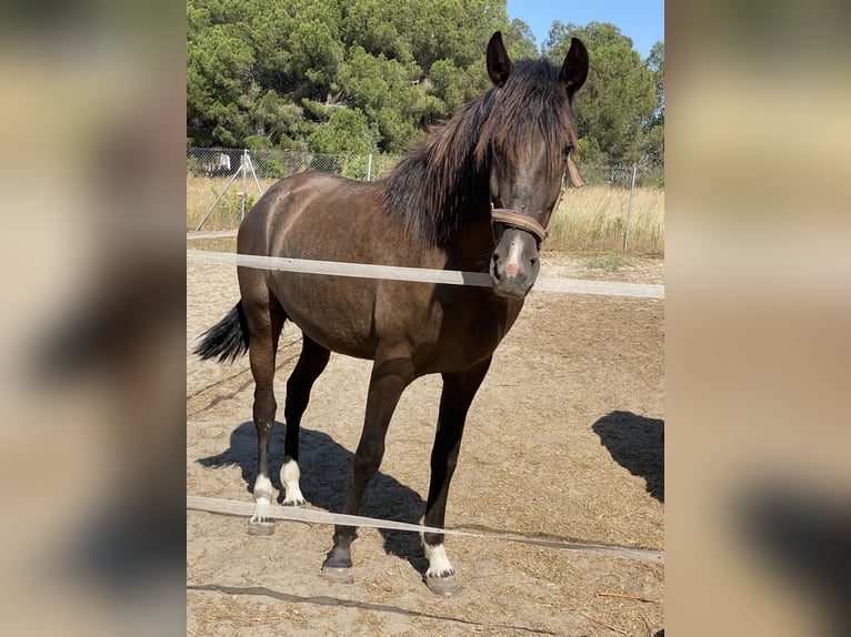 PRE Mix Stallion 2 years 15,2 hh in Aachen