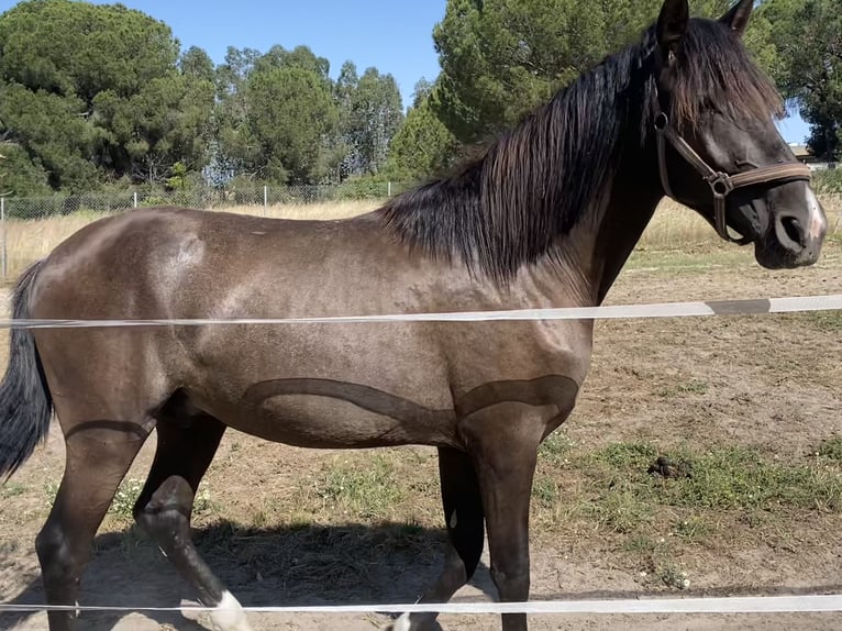 PRE Mix Stallion 2 years 15,2 hh in Aachen