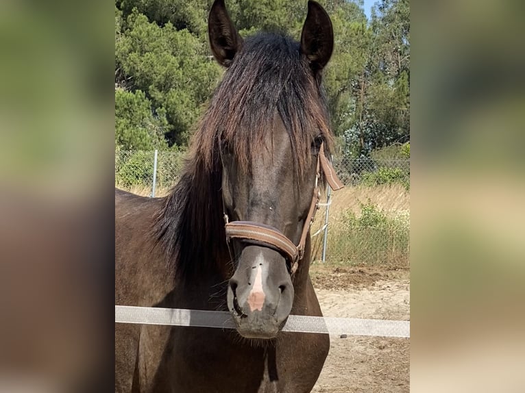 PRE Mix Stallion 2 years 15,2 hh in Aachen
