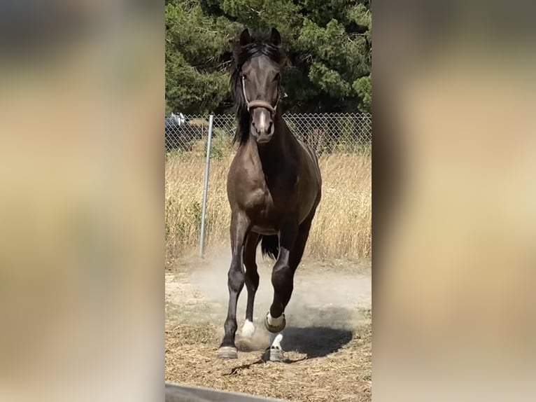 PRE Mix Stallion 2 years 15,2 hh in Aachen
