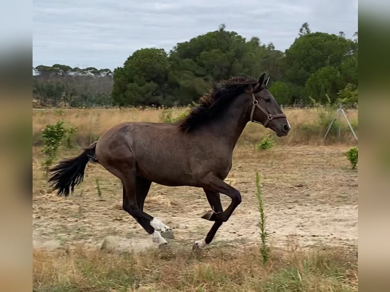 PRE Mix Stallion 2 years 15,2 hh in Aachen