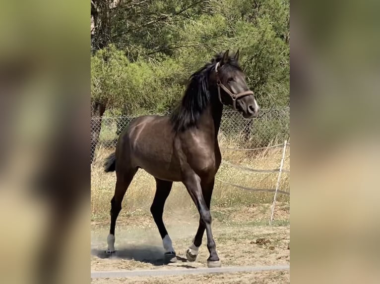 PRE Mix Stallion 2 years 15,2 hh in Aachen