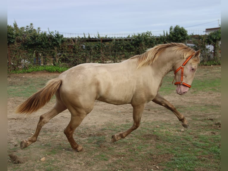 PRE Mix Stallion 2 years 15,2 hh Perlino in Vejer de la Frontera