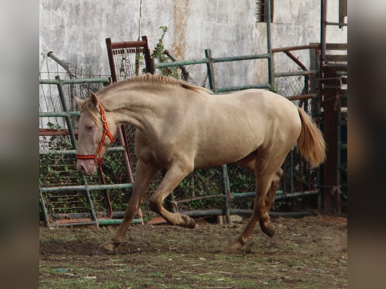 PRE Mix Stallion 2 years 15,2 hh Perlino in Vejer de la Frontera