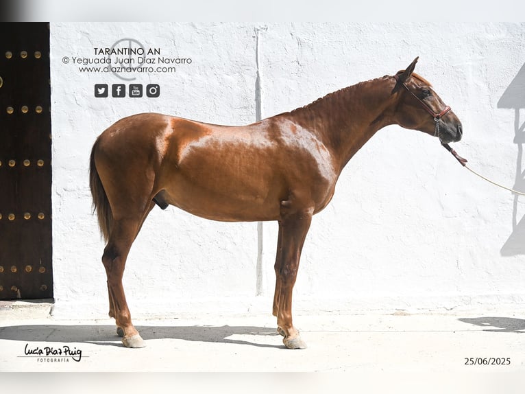 PRE Mix Stallion 2 years 15,2 hh Sorrel in Arjona