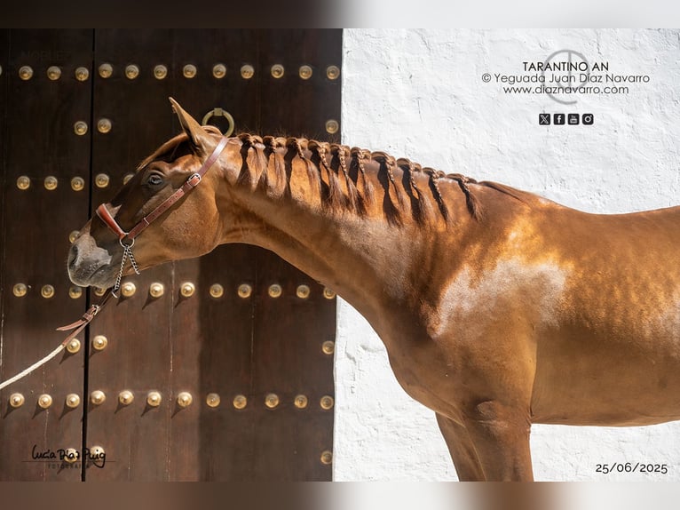 PRE Mix Stallion 2 years 15,2 hh Sorrel in Arjona