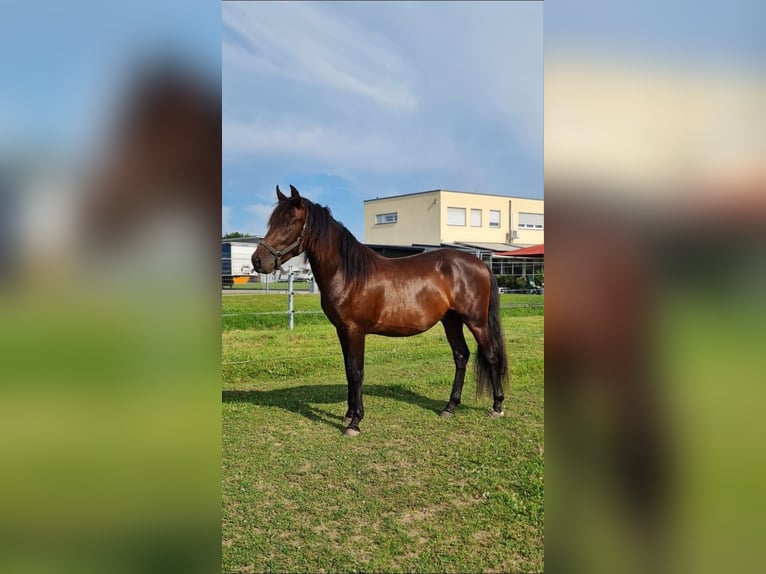 PRE Mix Stallion 2 years 15,3 hh Brown in Bahlingen am KaiserstuhlBahlingen