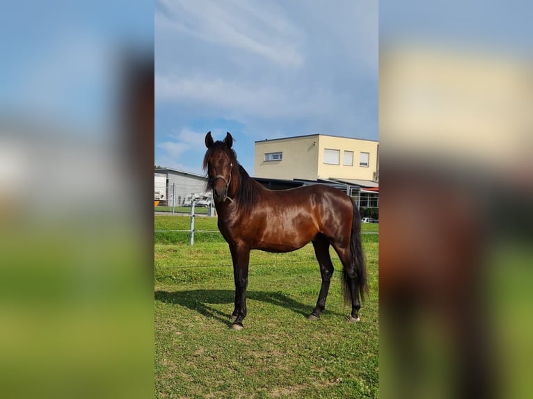 PRE Mix Stallion 2 years 15,3 hh Brown in Bahlingen am KaiserstuhlBahlingen