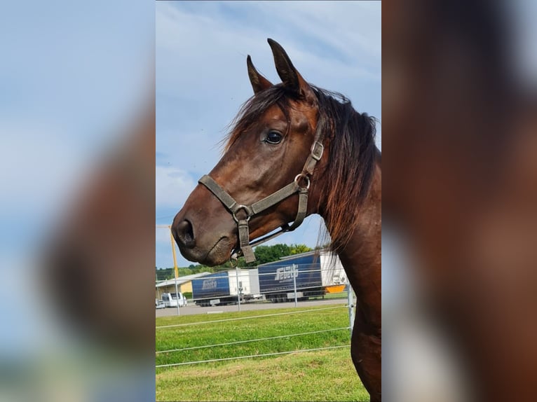 PRE Mix Stallion 2 years 15,3 hh Brown in Bahlingen am KaiserstuhlBahlingen