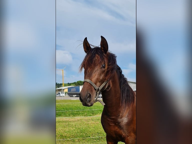 PRE Mix Stallion 2 years 15,3 hh Brown in Bahlingen am KaiserstuhlBahlingen