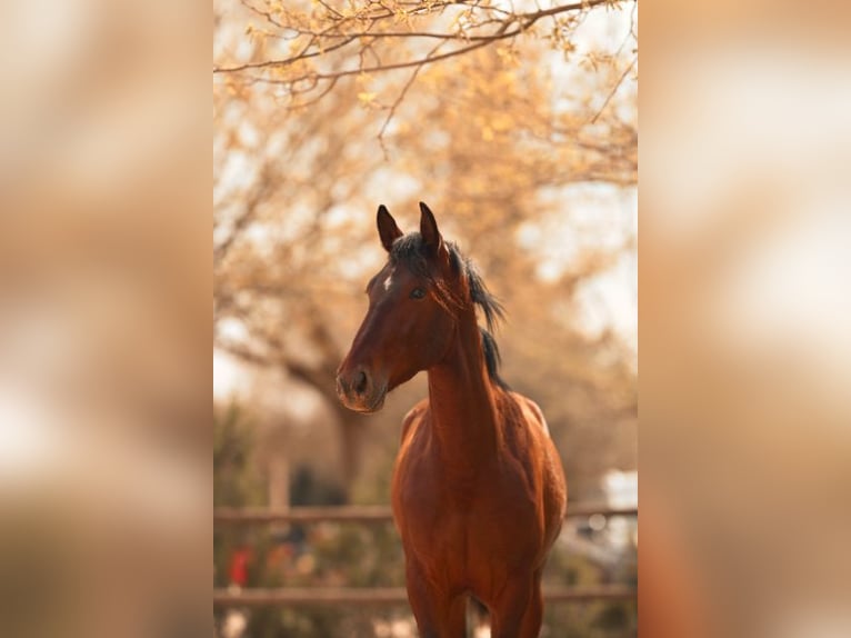 PRE Stallion 2 years 15,3 hh Brown in Felanitx