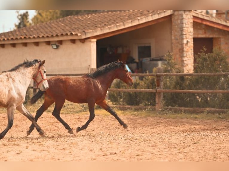 PRE Stallion 2 years 15,3 hh Brown in Felanitx