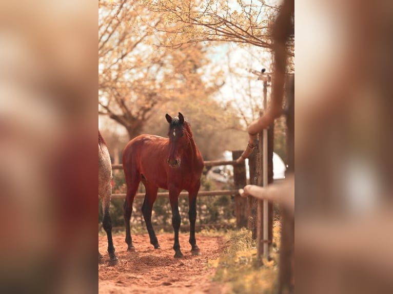 PRE Stallion 2 years 15,3 hh Brown in Felanitx