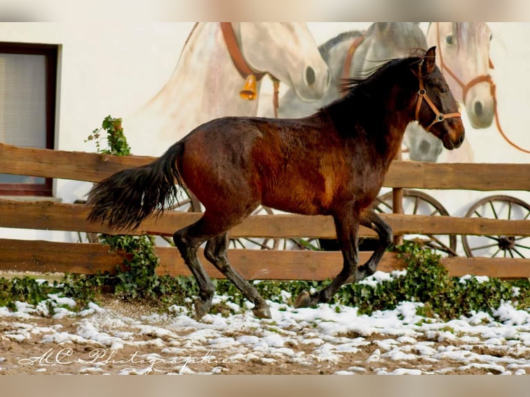 PRE Mix Stallion 2 years 15,3 hh Brown in Brandis