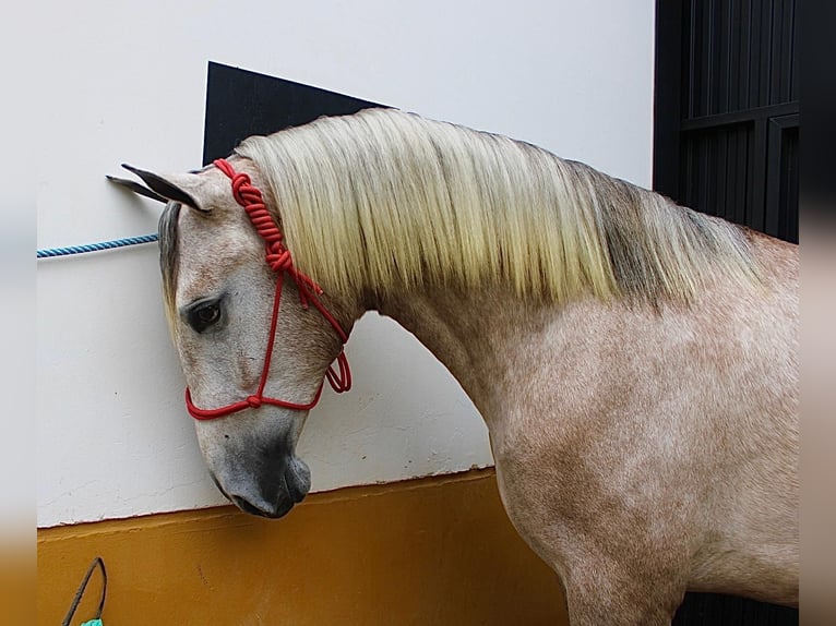 PRE Stallion 2 years 15,3 hh Brown Falb mold in Vejer de la Frontera
