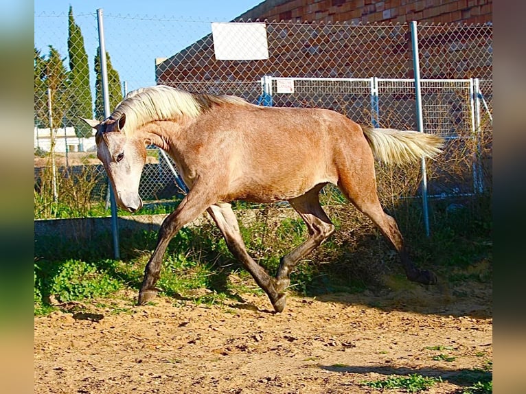 PRE Stallion 2 years 15,3 hh Brown Falb mold in Vejer de la Frontera