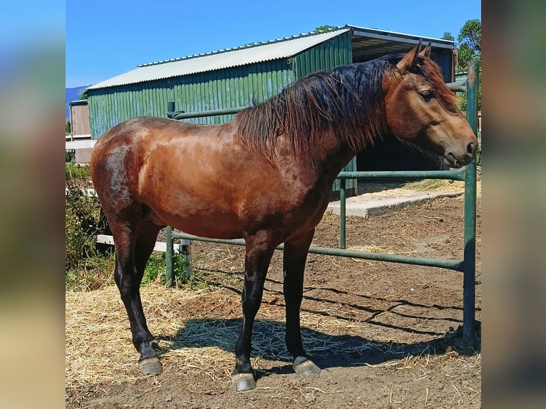 PRE Mix Stallion 2 years 15,3 hh Buckskin in Tarifa