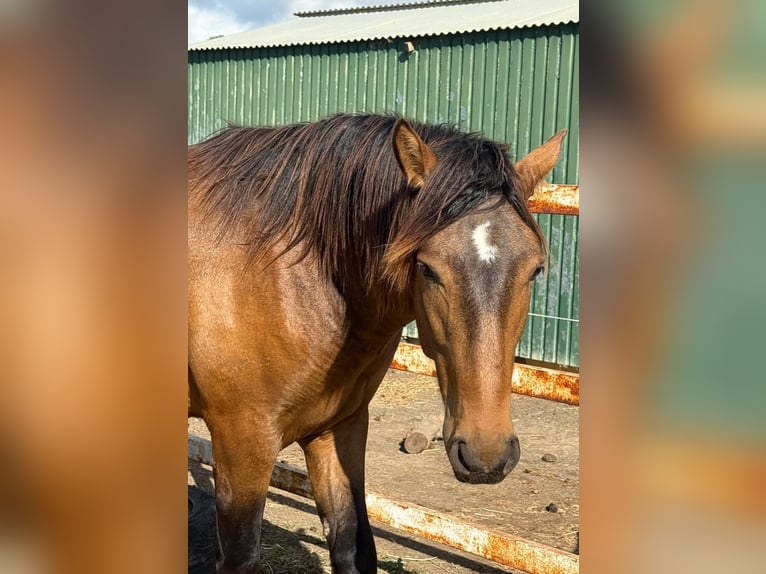 PRE Mix Stallion 2 years 15,3 hh Buckskin in Tarifa