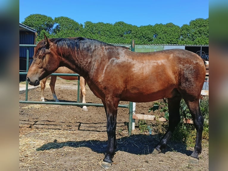 PRE Mix Stallion 2 years 15,3 hh Buckskin in Tarifa