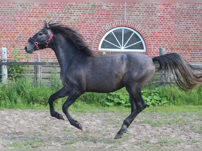 PRE Stallion 2 years 15,3 hh Gray in Wremen