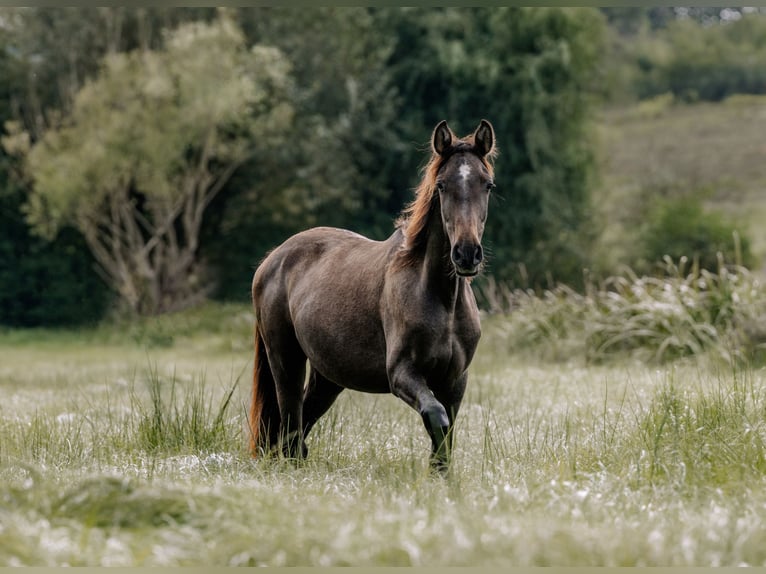 PRE Mix Stallion 2 years 15,3 hh Grey in Otterberg