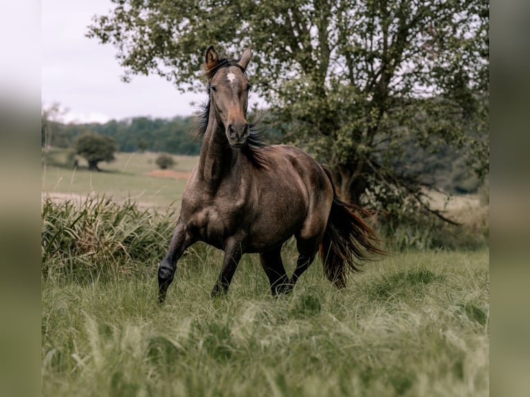 PRE Mix Stallion 2 years 15,3 hh Grey in Otterberg