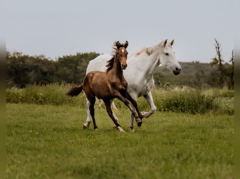 PRE Mix Stallion 2 years 15,3 hh Grey in Otterberg