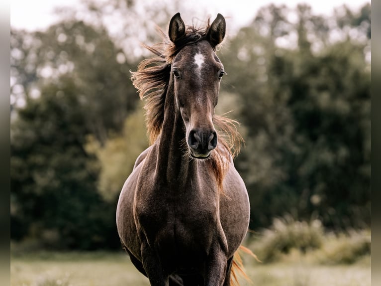 PRE Mix Stallion 2 years 15,3 hh Grey in Otterberg
