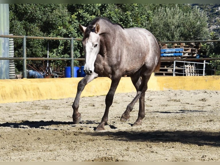 PRE Mix Stallion 2 years 15,3 hh Grey in Provinz Malaga