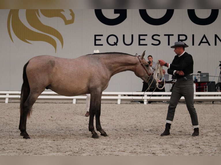 PRE Mix Stallion 2 years 15,3 hh Grey in Alveringem