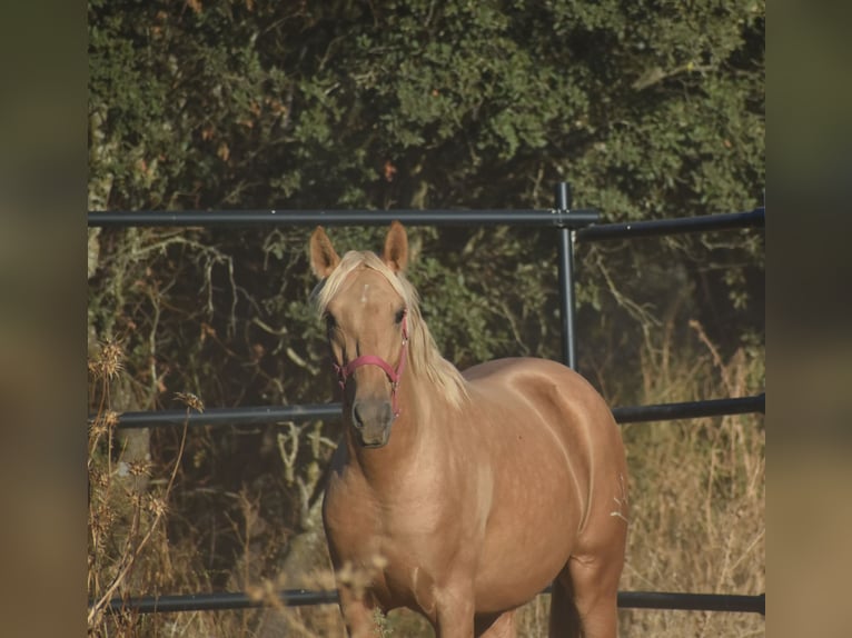 PRE Mix Stallion 2 years 15,3 hh Palomino in El Real De La Jara PRE Mix Stallion 2 years 15,3 hh Palomino in El Real De La Jara