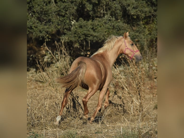 PRE Mix Stallion 2 years 15,3 hh Palomino in El Real De La Jara PRE Mix Stallion 2 years 15,3 hh Palomino in El Real De La Jara