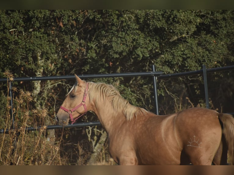 PRE Mix Stallion 2 years 15,3 hh Palomino in El Real De La Jara PRE Mix Stallion 2 years 15,3 hh Palomino in El Real De La Jara
