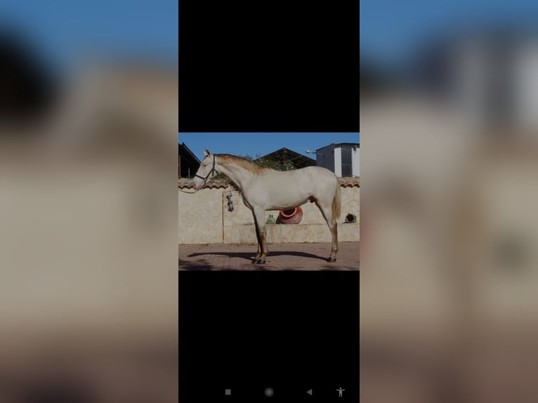 PRE Mix Stallion 2 years 15,3 hh Pearl in Murcia