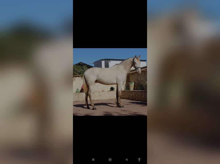 PRE Mix Stallion 2 years 15,3 hh Pearl in Murcia