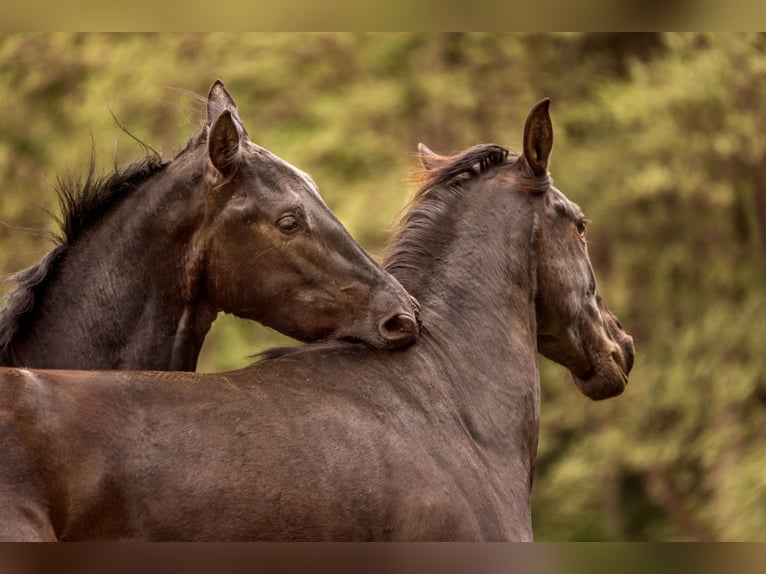 PRE Mix Stallion 2 years 16.1 hh Black in Hümmel