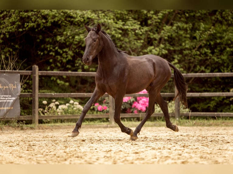 PRE Mix Stallion 2 years 16.1 hh Black in Hümmel